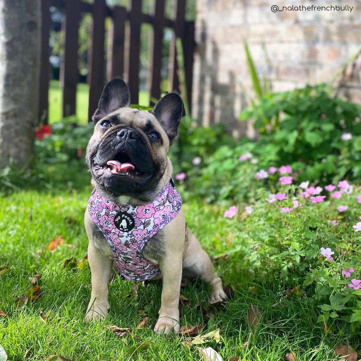 Blossom Dog Harness