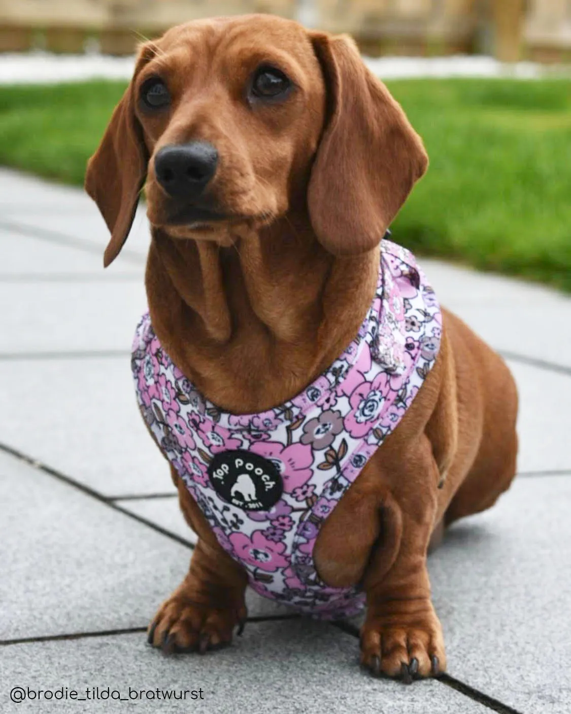 Blossom Dog Harness
